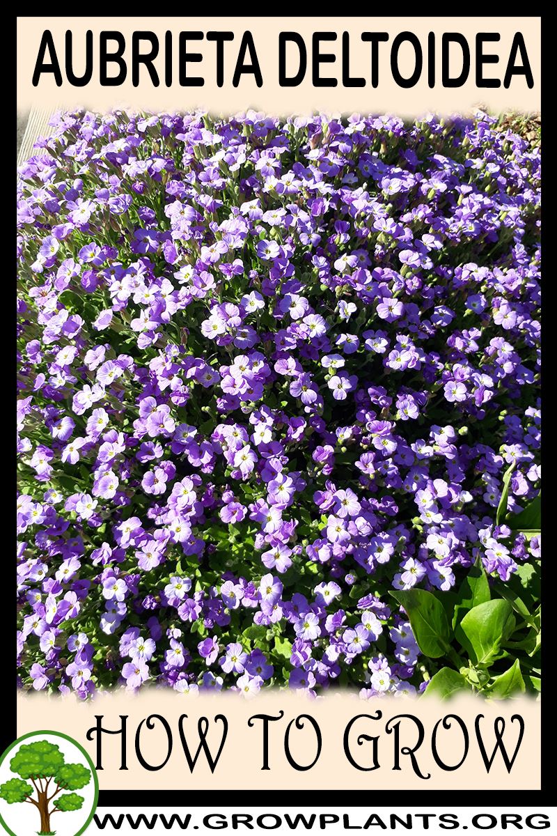 How to grow Aubrieta deltoidea