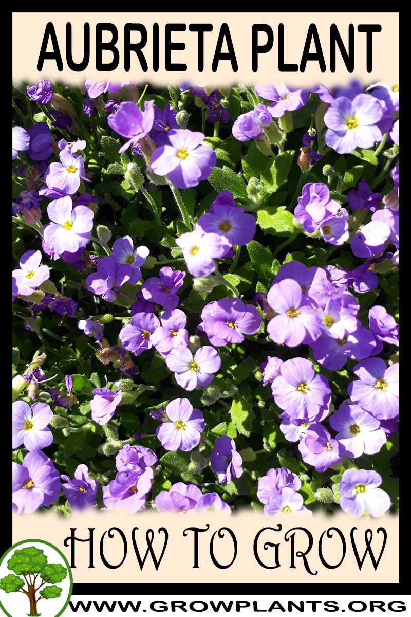 How to grow Aubrieta