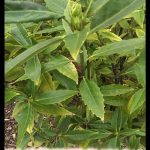 Aucuba himalaica