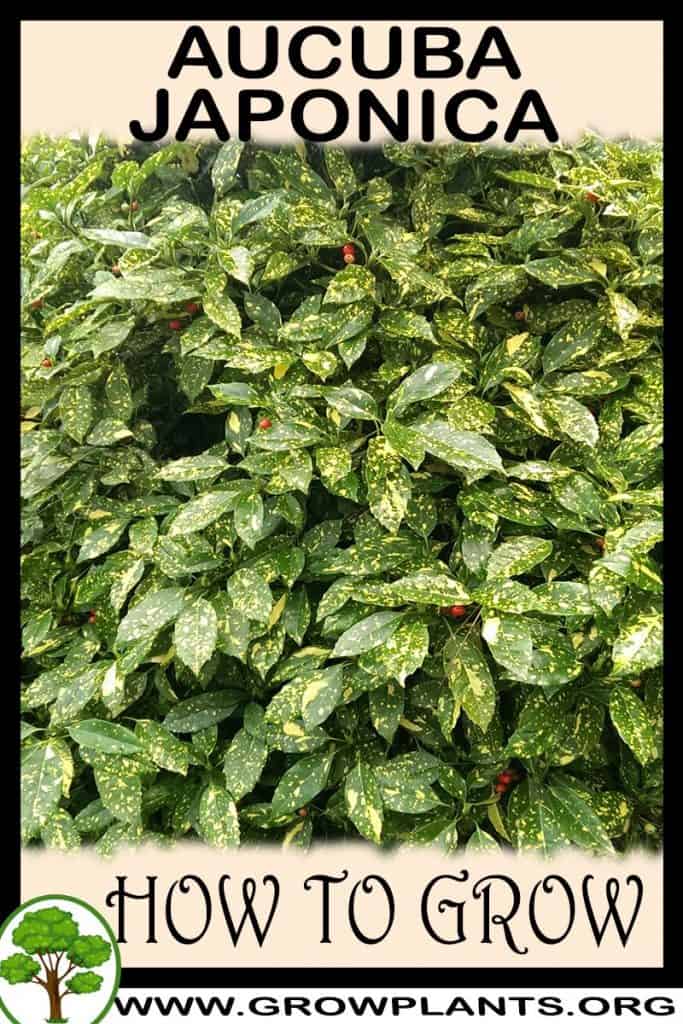 Aucuba japonica