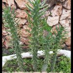 Austrocylindropuntia subulata