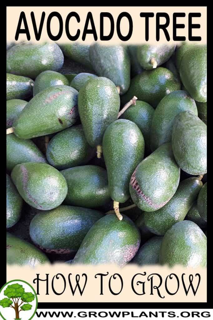 Avocado tree