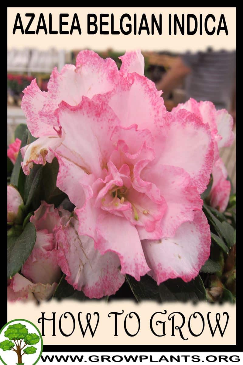 How to grow Azalea belgian indica