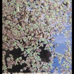 Azolla