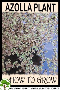 How to grow Azolla