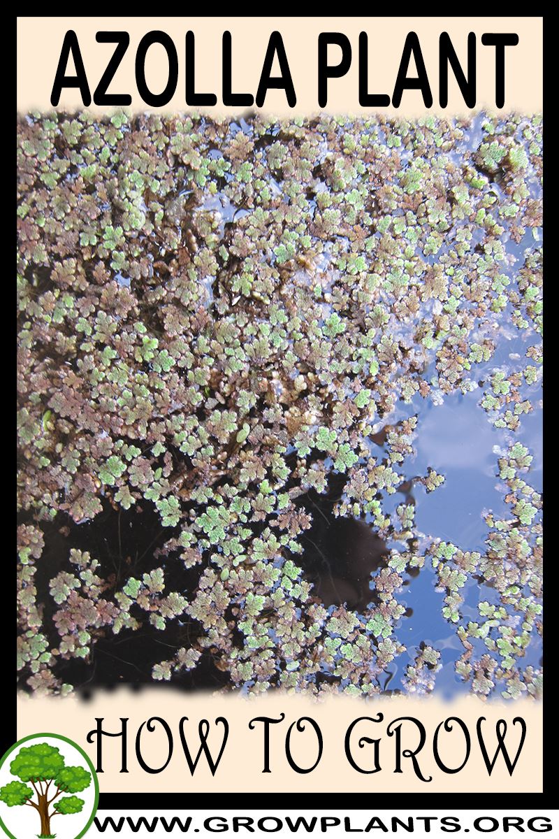 How to grow Azolla