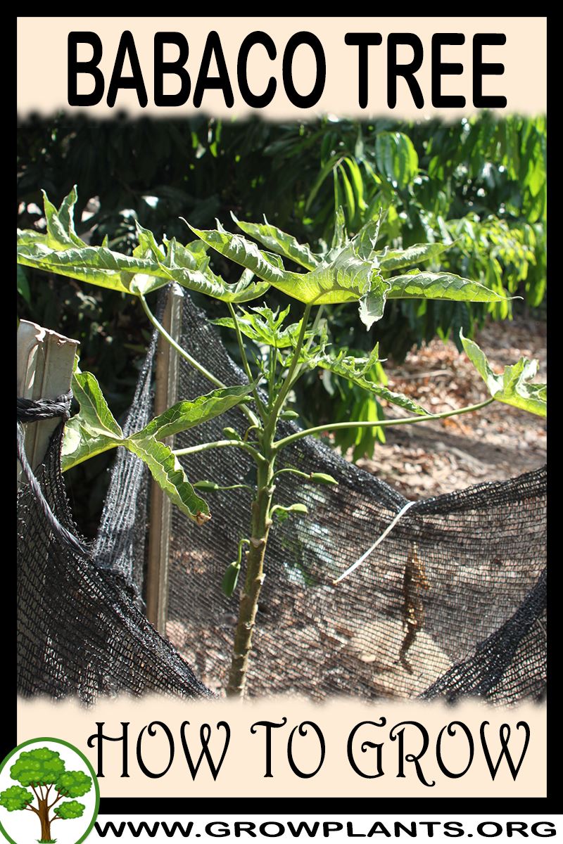 How to grow Babaco