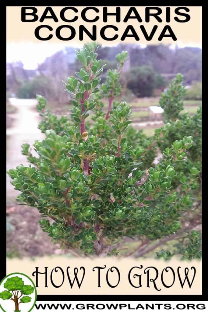 Baccharis concava