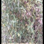 Baccharis pilularis
