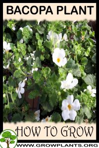 How to grow Bacopa plant
