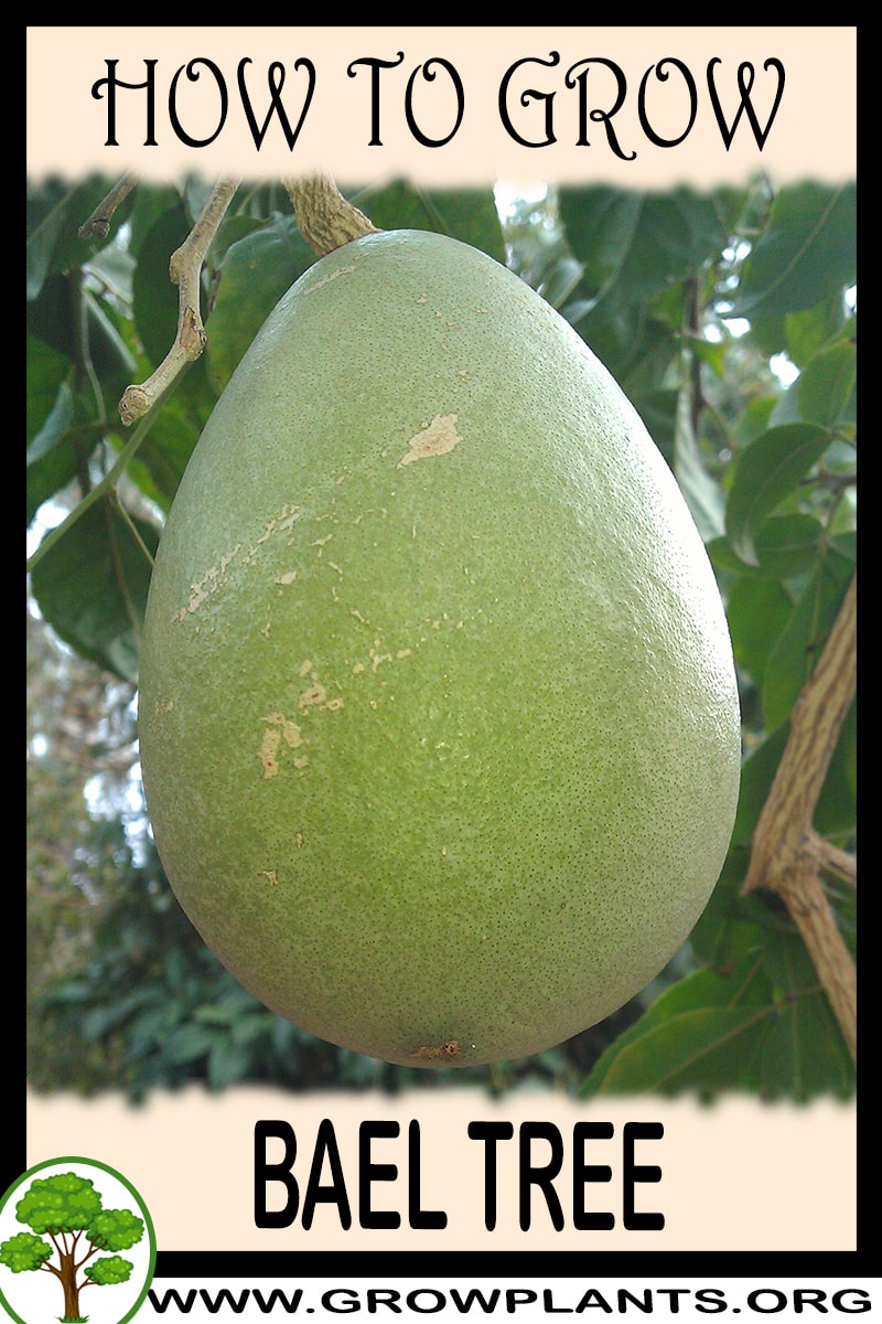 How to grow Bael tree