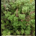Ballota hirsuta