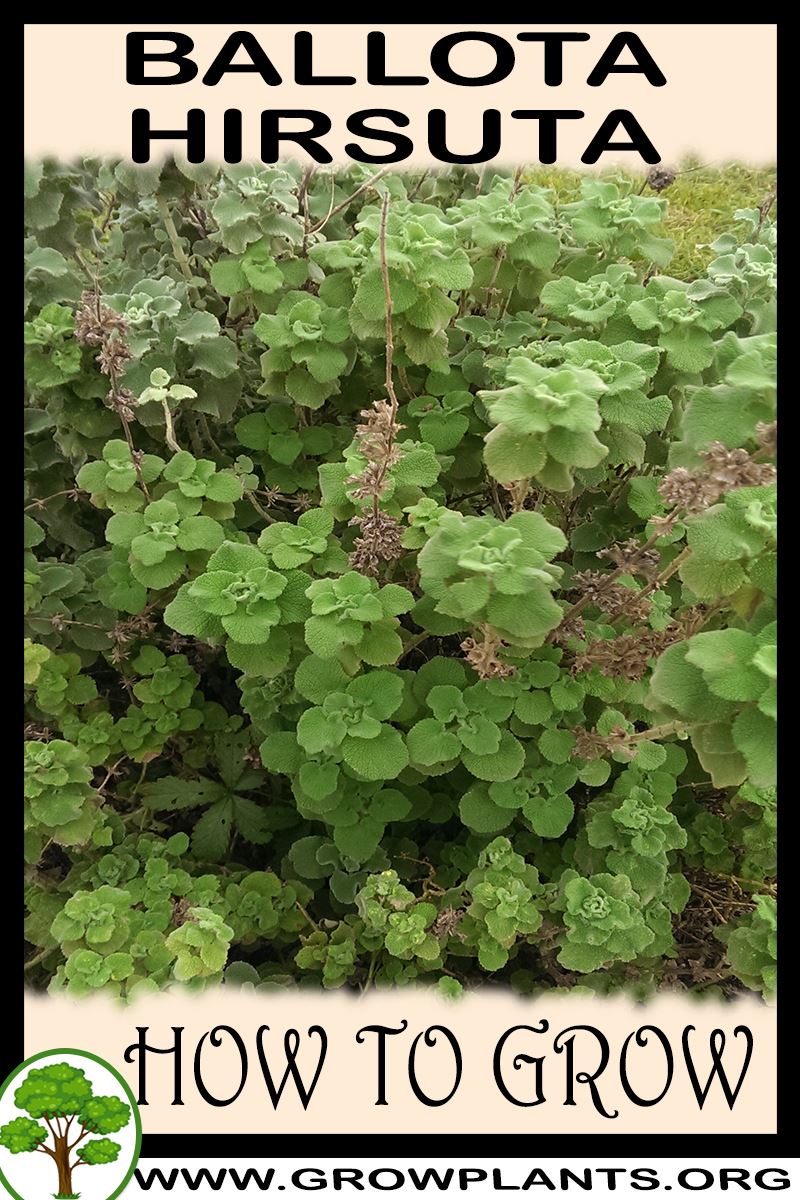 How to grow Ballota hirsuta