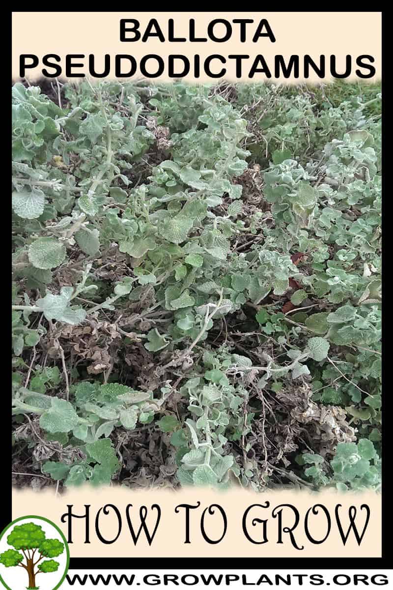 How to grow Ballota pseudodictamnus
