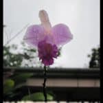 Bamboo orchid