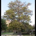 Baobab tree