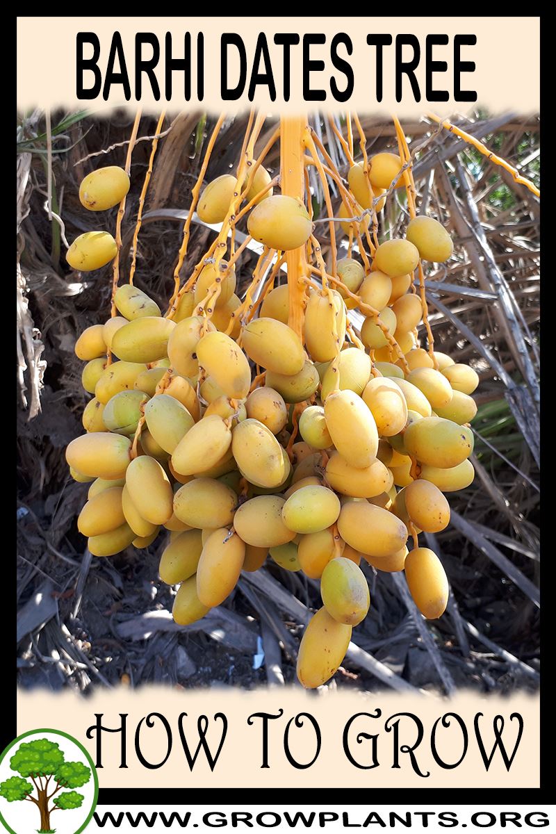 How to grow Barhi dates tree