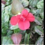 Barleria repens