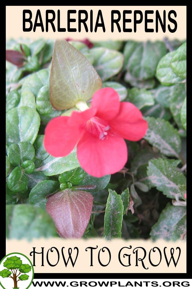 How to grow Barleria repens