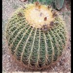 Barrel cactus