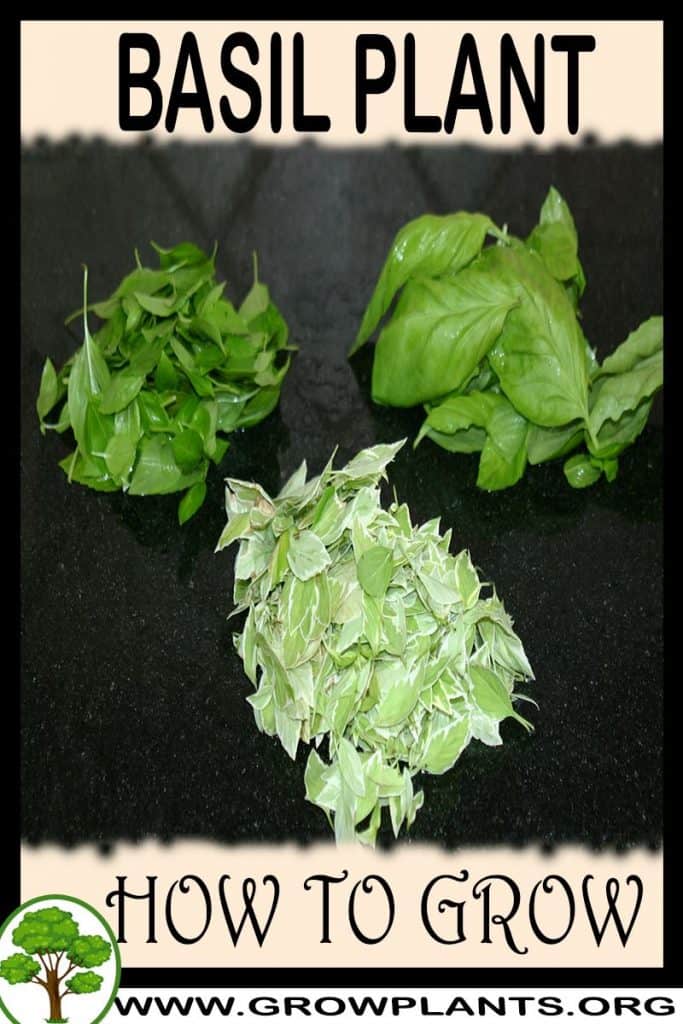 Basil plant