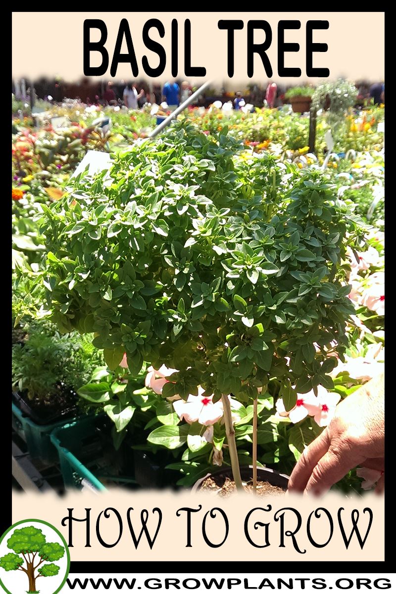 How to grow Basil tree