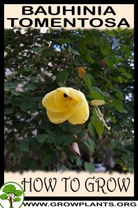 How to grow Bauhinia tomentosa