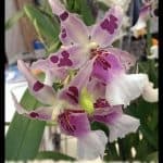 Beallara