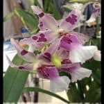 Beallara Peggy Ruth Carpenter