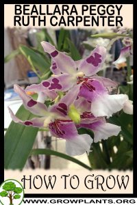 How to grow Beallara Peggy Ruth Carpenter