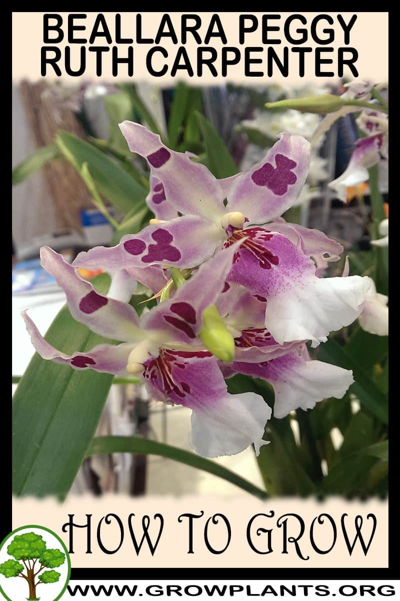 How to grow Beallara Peggy Ruth Carpenter