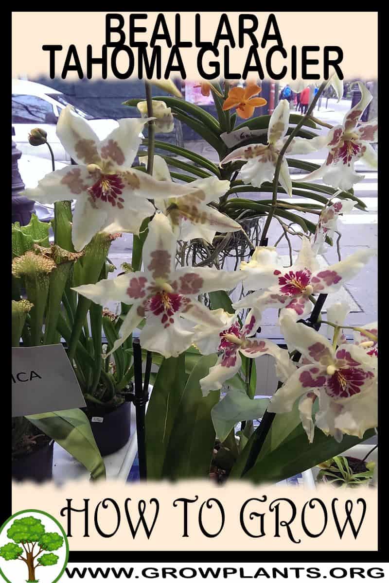 How to grow Beallara Tahoma Glacier