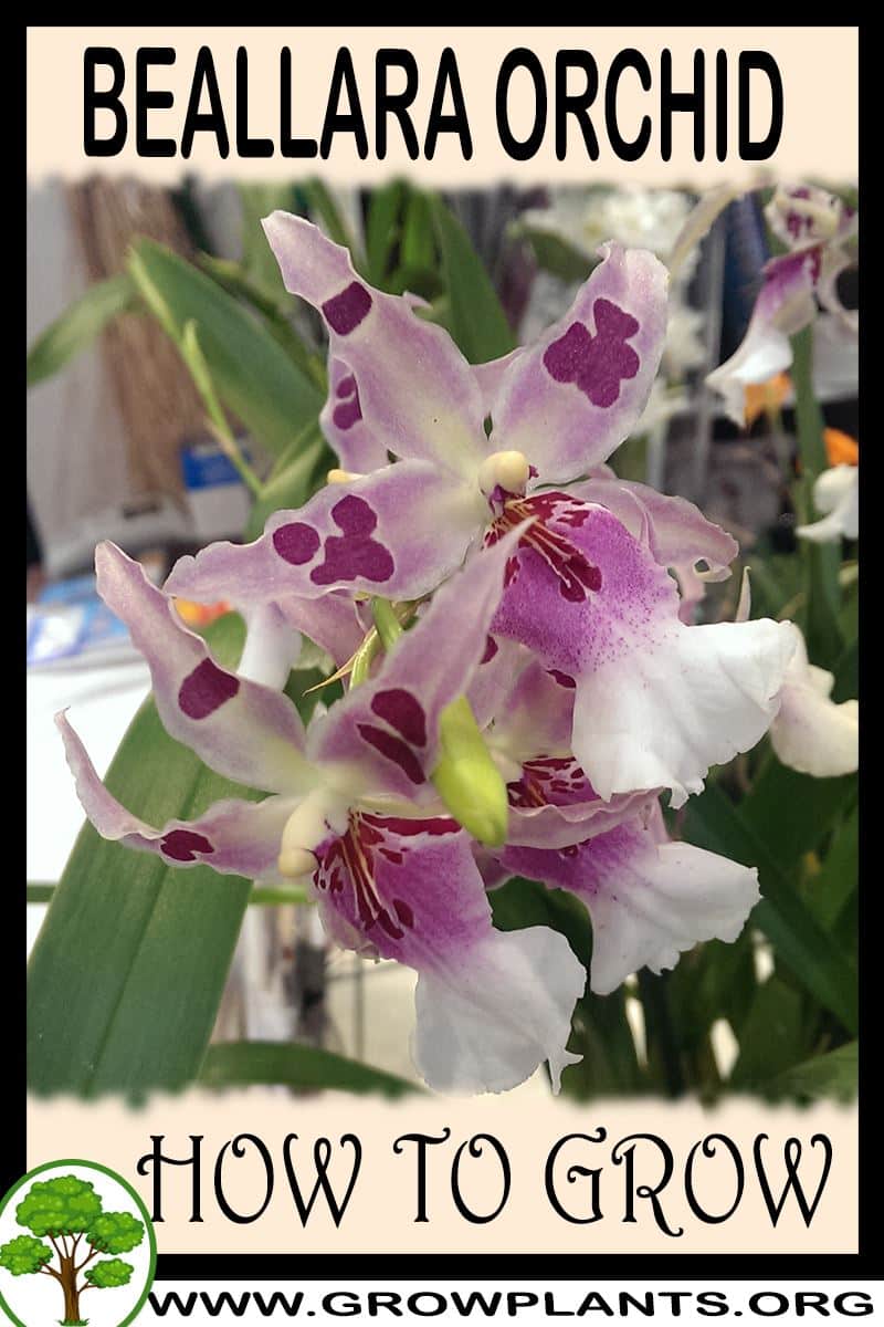 How to grow Beallara