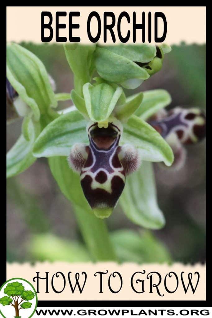 Bee orchid