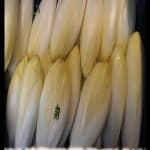 Belgian endive