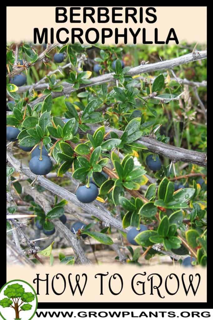 Berberis microphylla