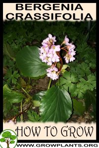 How to grow Bergenia crassifolia