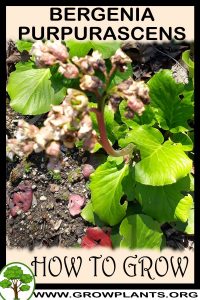 How to grow Bergenia purpurascens