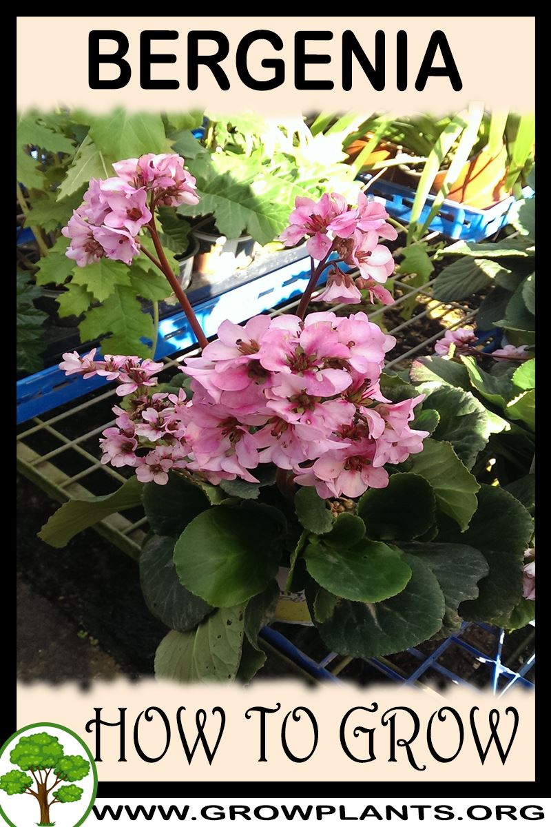 How to grow Bergenia