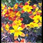 Bidens