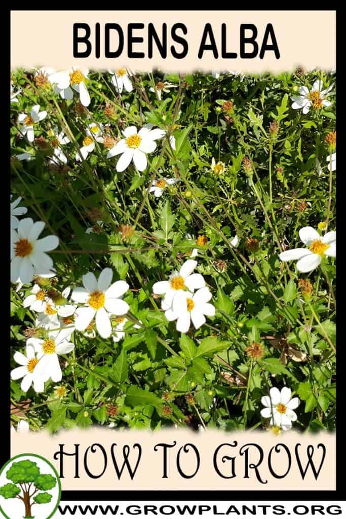 Bidens alba