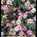 Bidens ferulifolia