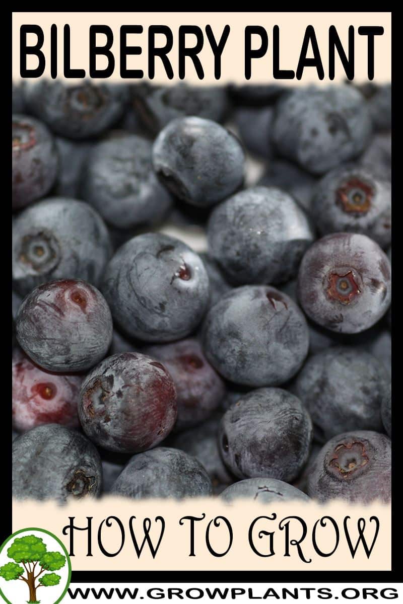 How to grow Bilberry