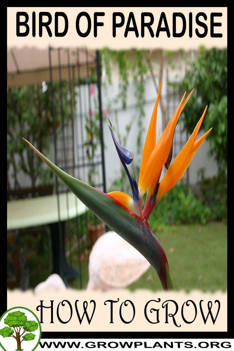 How to grow Bird of paradise flower