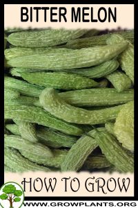 How to grow Bitter melon