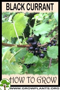How to grow Black currant