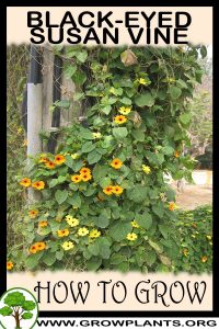 How to grow Black eyed susan vine