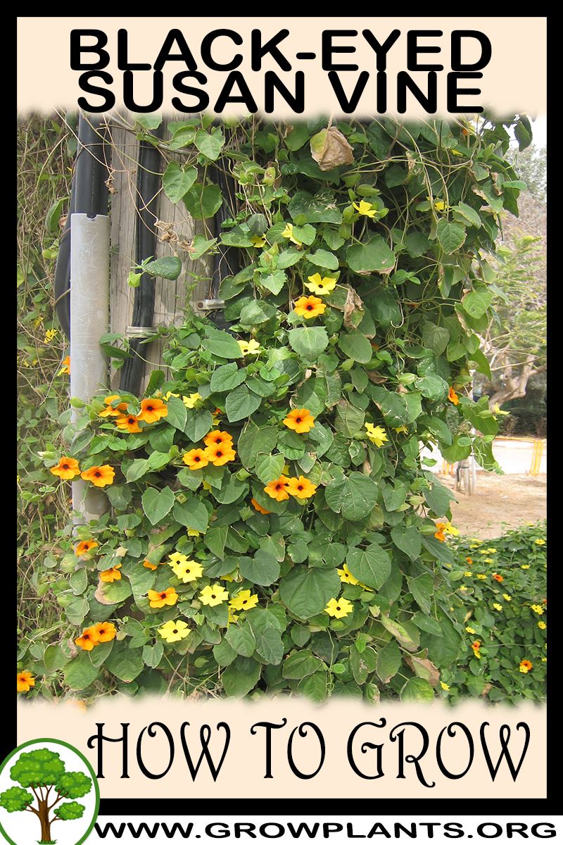 How to grow Black eyed susan vine