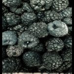 Black raspberry