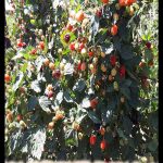 Blackberry plant